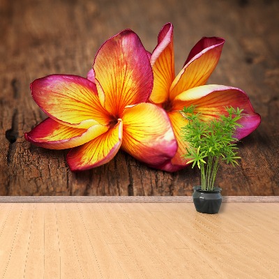 Fototapeta Plumeria Wood