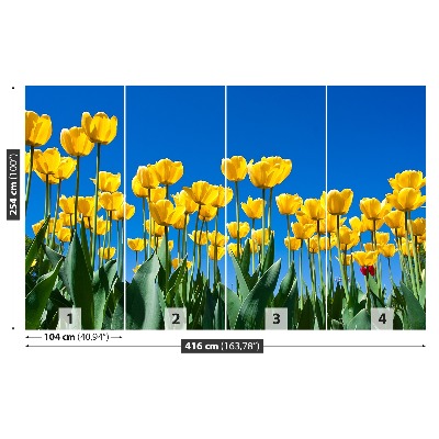 Fototapeta Tulipán Květiny