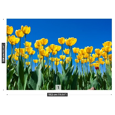 Fototapeta Tulipán Květiny