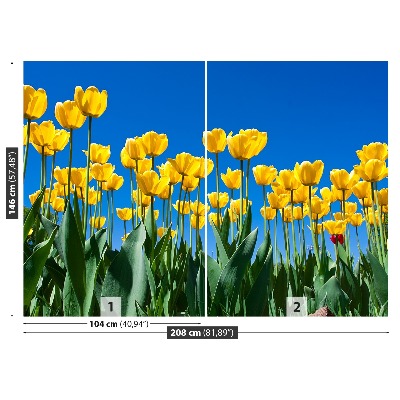 Fototapeta Tulipán Květiny