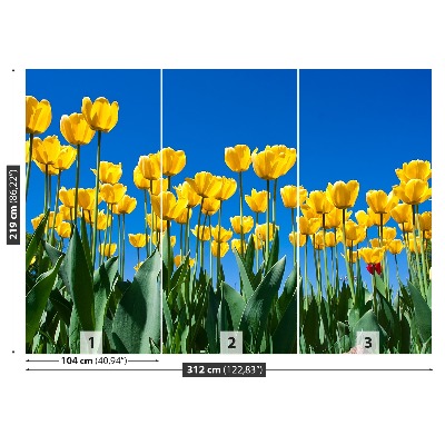 Fototapeta Tulipán Květiny