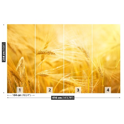 Fototapeta Pšeničné pole