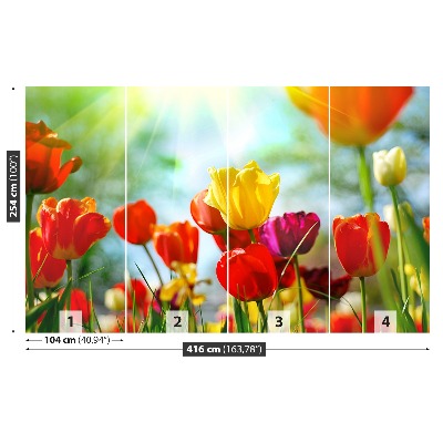 Fototapeta Květiny tulipánů