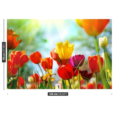 Fototapeta Květiny tulipánů