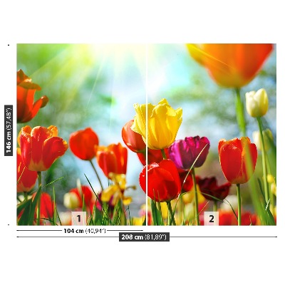 Fototapeta Květiny tulipánů