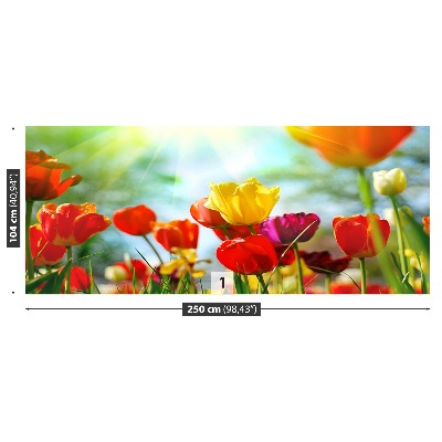 Fototapeta Květiny tulipánů