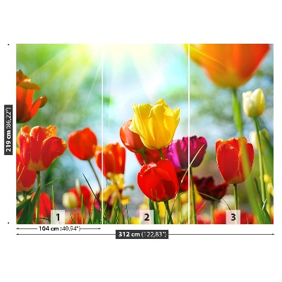 Fototapeta Květiny tulipánů