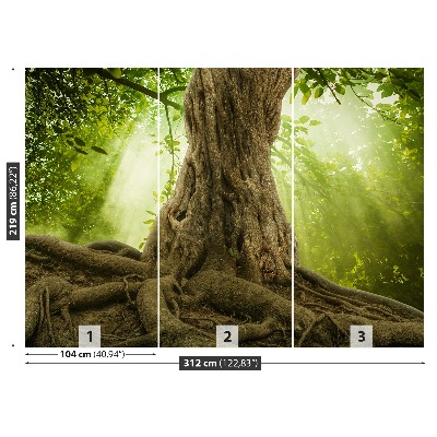 Fototapeta Velké kořeny stromů