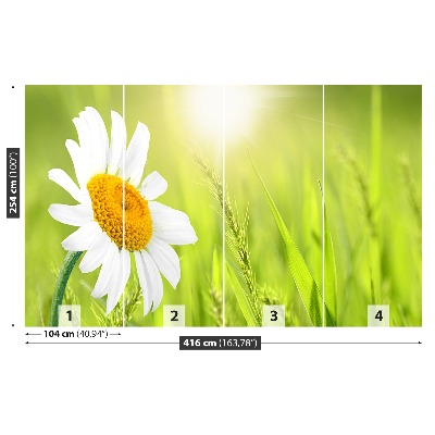 Fototapeta sedmikráska