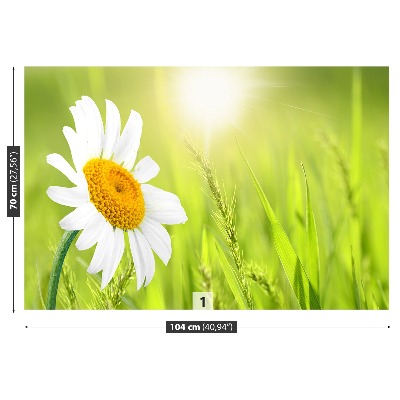 Fototapeta sedmikráska