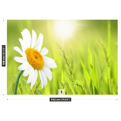Fototapeta sedmikráska