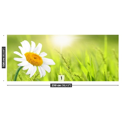 Fototapeta sedmikráska