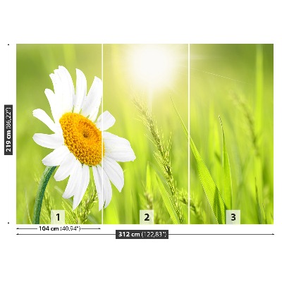 Fototapeta sedmikráska