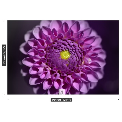 Fototapeta Dahlia růžová