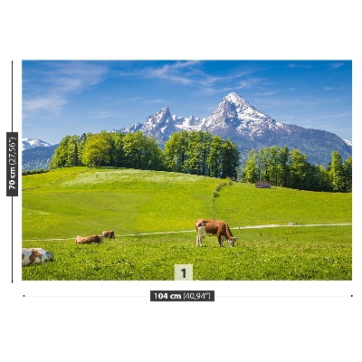 Fototapeta Krávy Alpy