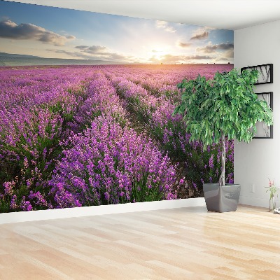 Fototapeta Lavender louka