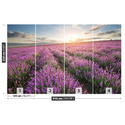 Fototapeta Lavender louka