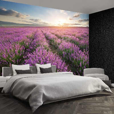 Fototapeta Lavender louka