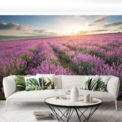 Fototapeta Lavender louka