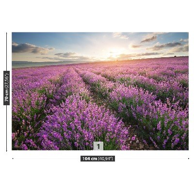 Fototapeta Lavender louka