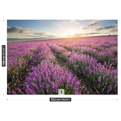 Fototapeta Lavender louka