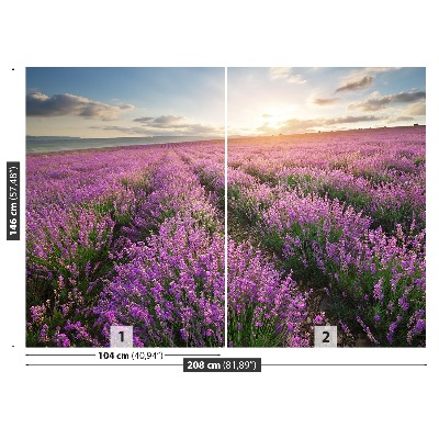 Fototapeta Lavender louka