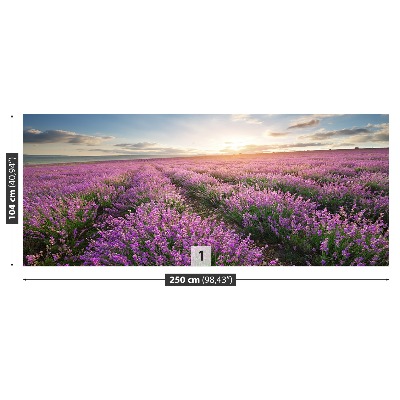 Fototapeta Lavender louka