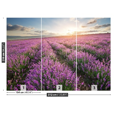 Fototapeta Lavender louka