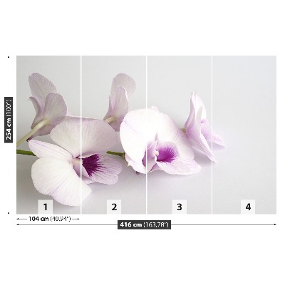 Fototapeta Bílé orchideje