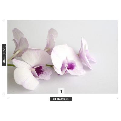 Fototapeta Bílé orchideje