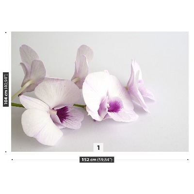 Fototapeta Bílé orchideje