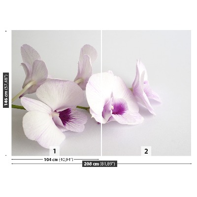 Fototapeta Bílé orchideje