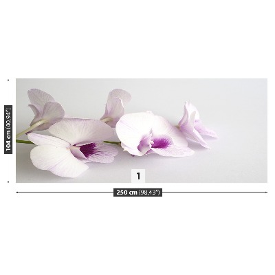 Fototapeta Bílé orchideje