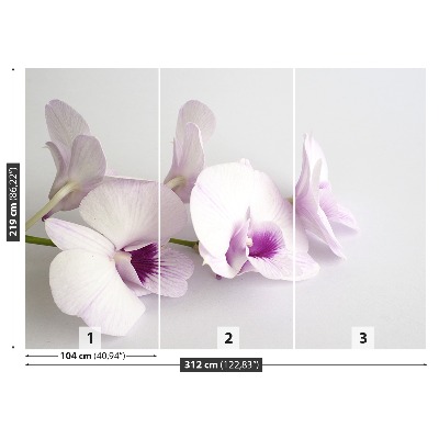 Fototapeta Bílé orchideje