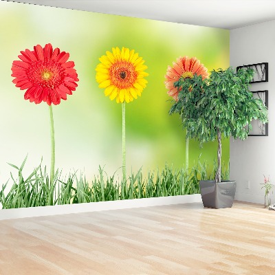 Fototapeta gerbera