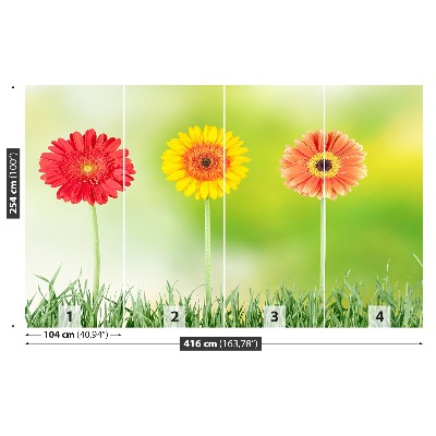 Fototapeta gerbera