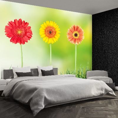 Fototapeta gerbera
