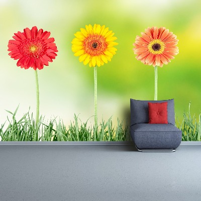 Fototapeta gerbera