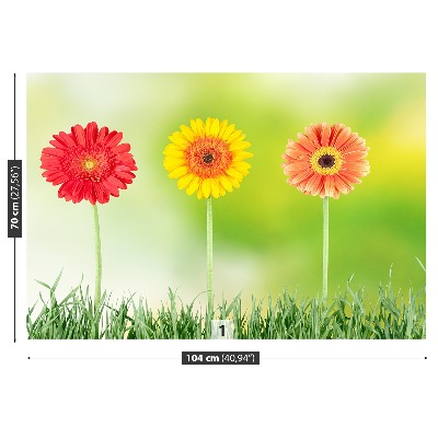Fototapeta gerbera