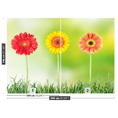Fototapeta gerbera