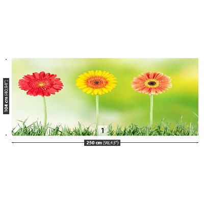Fototapeta gerbera