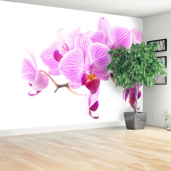 Fototapeta Růžová orchidej