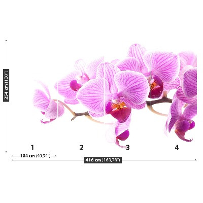 Fototapeta Růžová orchidej