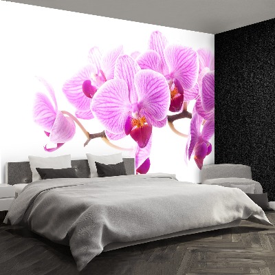 Fototapeta Růžová orchidej