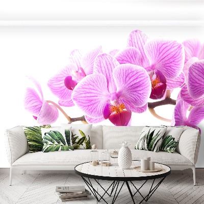 Fototapeta Růžová orchidej