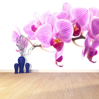 Fototapeta Růžová orchidej