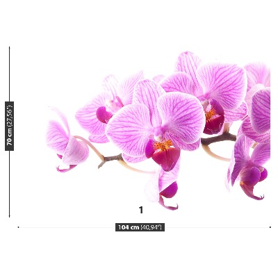Fototapeta Růžová orchidej