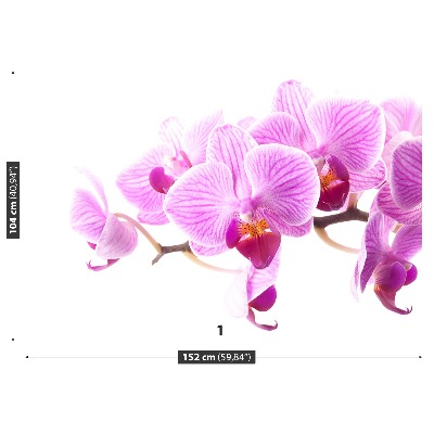 Fototapeta Růžová orchidej