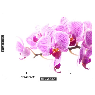 Fototapeta Růžová orchidej