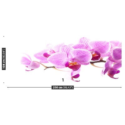 Fototapeta Růžová orchidej